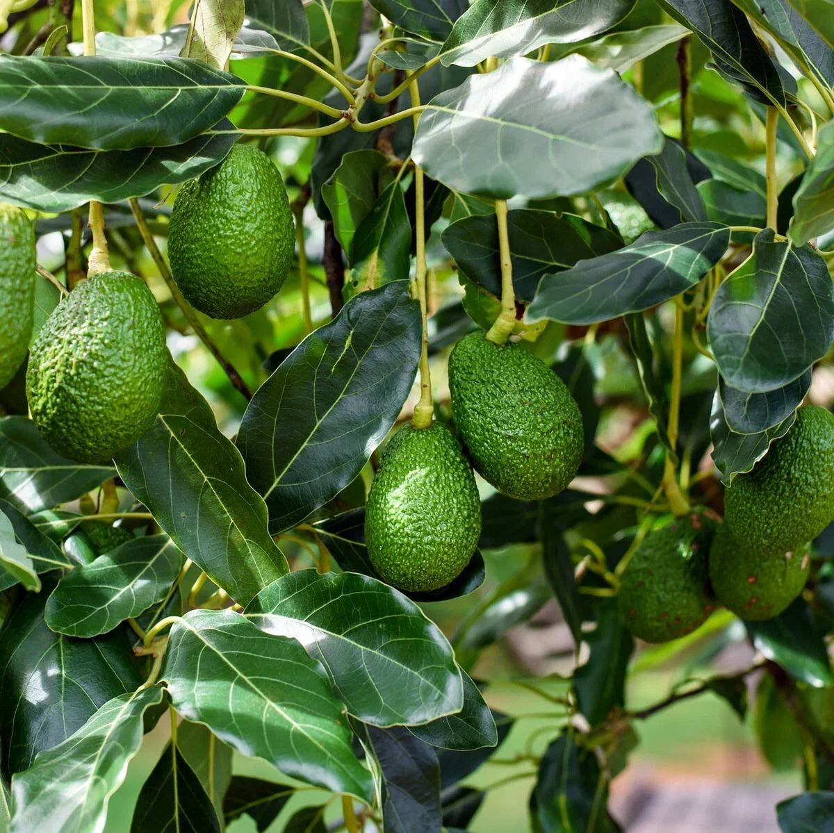 Bacon Avocado Tree Cuttings - 2 PCS Fresh Scions Persea americana