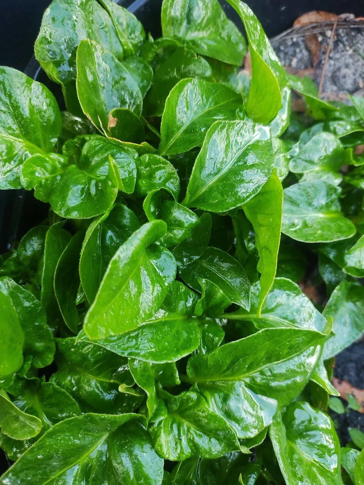 Brazilian Spinach Cuttings - 3 Pack Sissoo Spinach Alternanthera sissoo Free Shipping