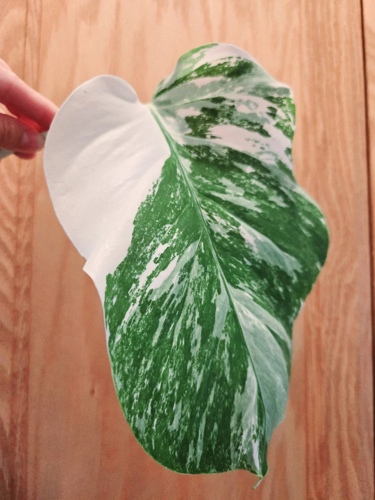 Monstera Albo Variegated Cutting - Rare Lightly Rooted Monstera Deliciosa Variegata Indoor Plant