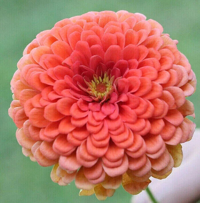 Zinnia Seeds Coral Beauty Pink Salmon Rose | Annual Flower Seeds Zinnia elegans for Garden, Borders & Containers