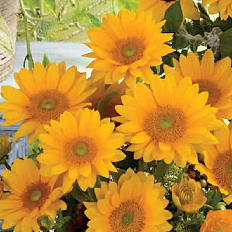 Organic Sunflower Seeds - Vincent's Helianthus annuus - 20 Seeds for Garden, Pollinator Attractant, Full Sun, USA Grown