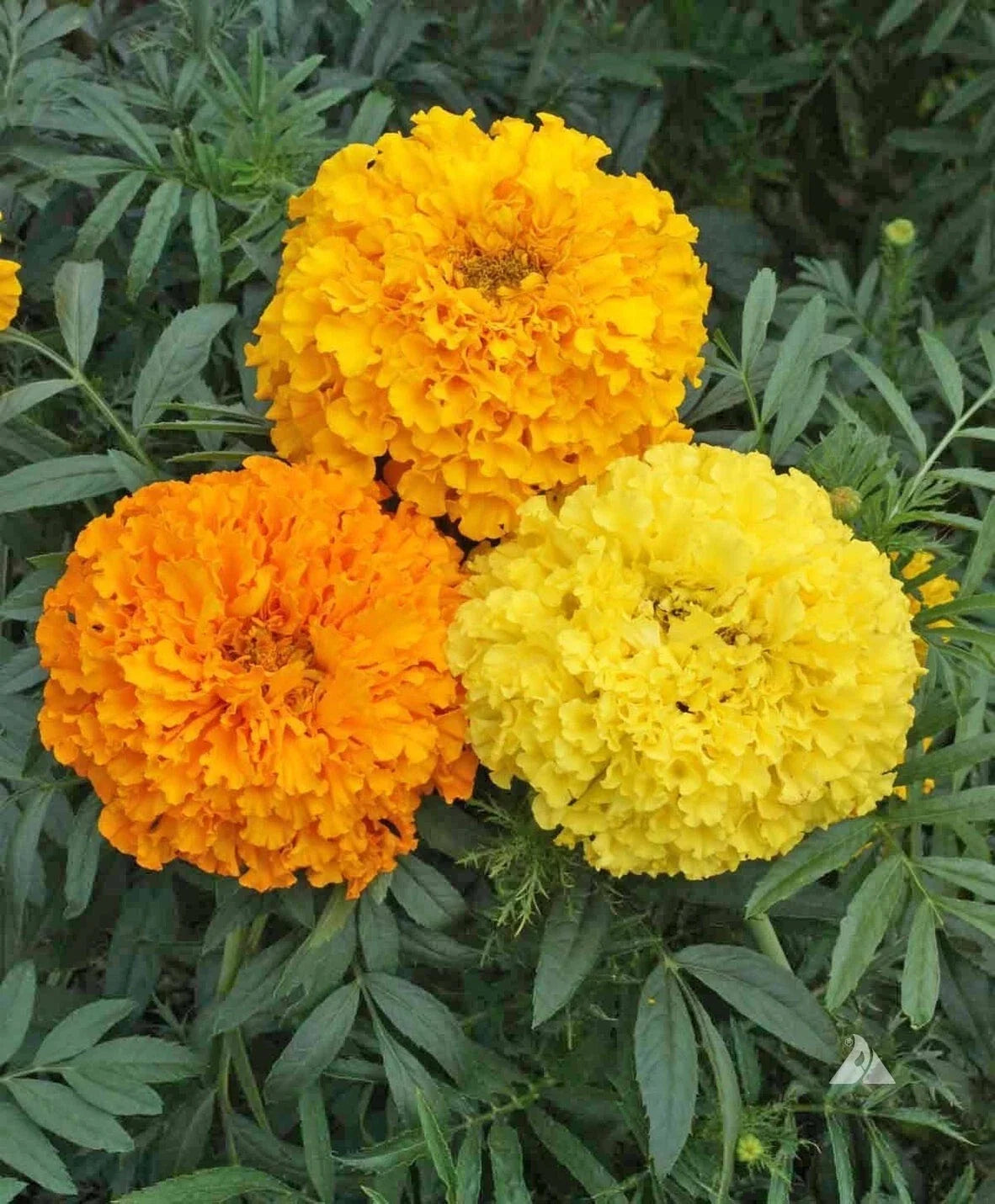 Marigold Seeds Crackerjack Mix - Heirloom Non-GMO Tagetes erecta Flower Seeds - Vibrant Annual for Garden, Borders, Containers