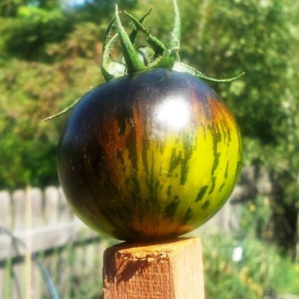 Green Zebra Tomato Seeds - 10+ Heirloom Organic Non-GMO Seeds