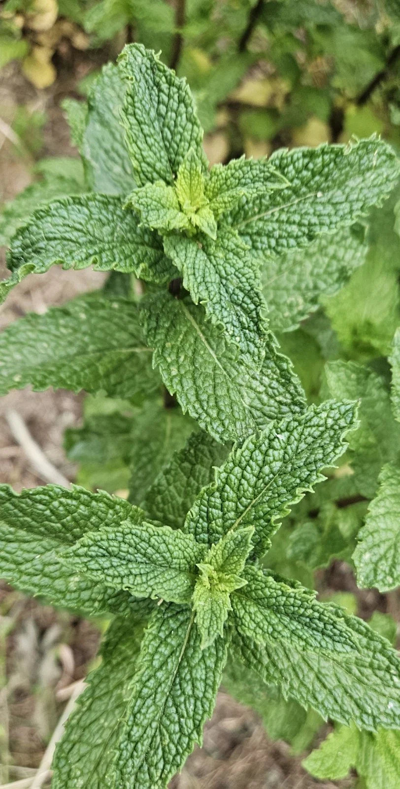 Live Peppermint Plants - Bareroot Mentha × piperita for Gardening, Culinary & Containers