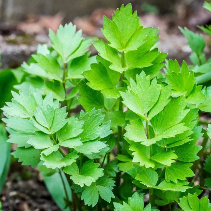 Lovage Seeds 500+ Count | Culinary Herb Levisticum officinale for Gardening & Cooking