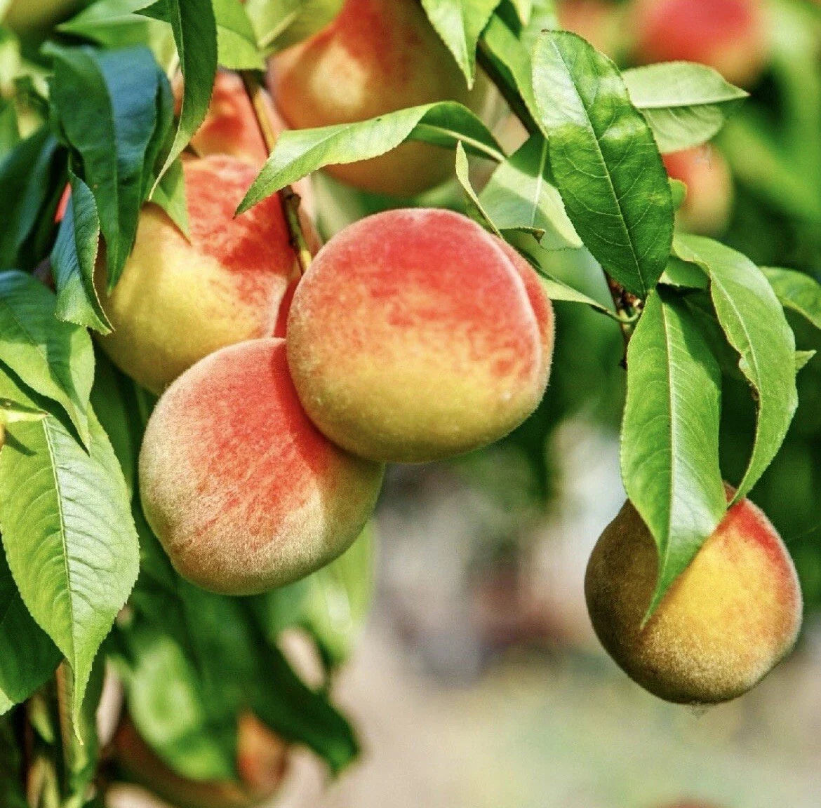 Peach Tree Cuttings for Rooting and Grafting – Prunus persica Fruit Tree Propagation, Healthy Orchard Planting