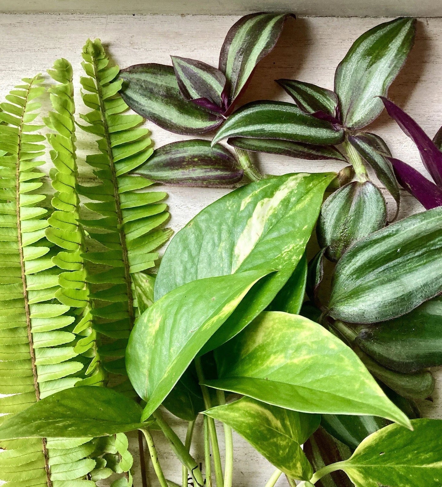 Rooted Plant Cuttings - 15 Pothos, Ferns & Wandering Jew - Easy Care Indoor Plants