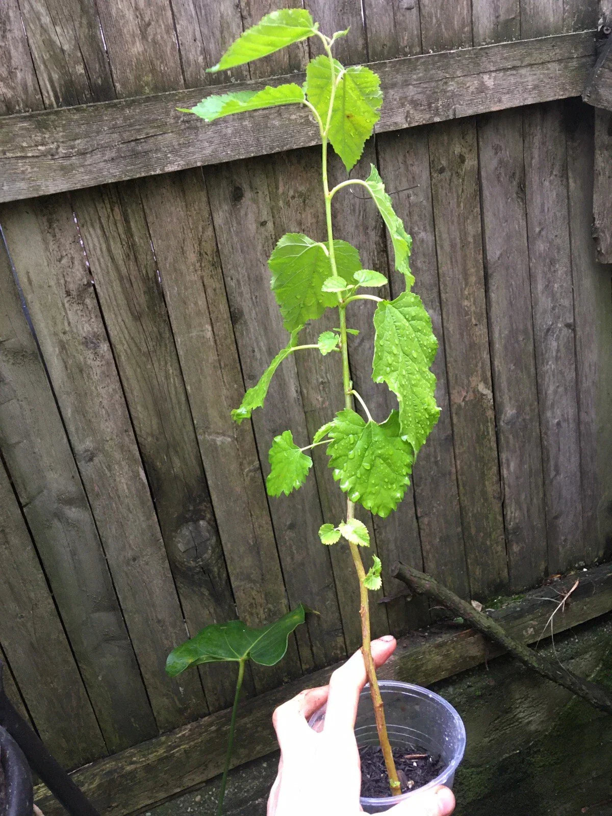 Mulberry Tree Plug Seedling - Morus Nigra Live Plant for Home Garden