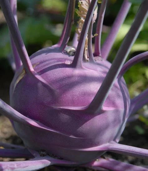 Purple Vienna Kohlrabi Seeds - Organic, Non-GMO Vegetable Seeds for Home Garden, Brassica oleracea