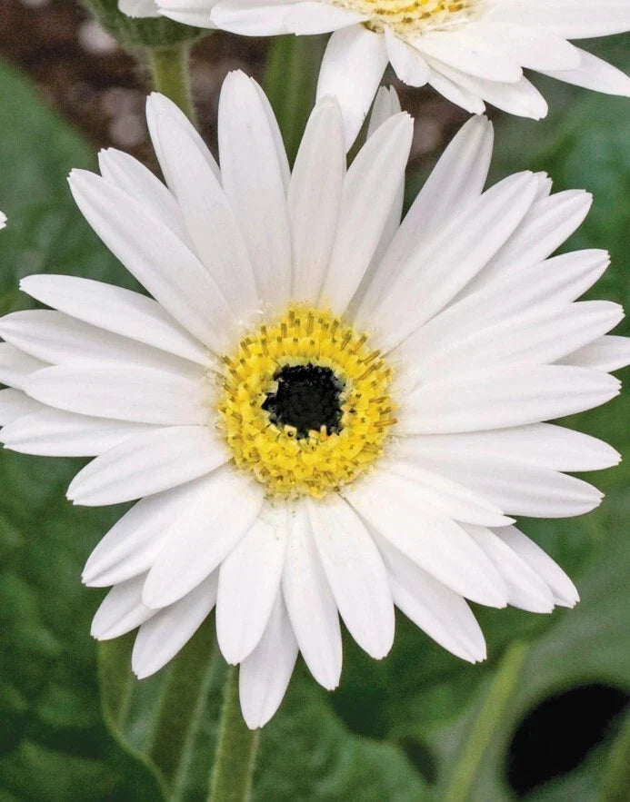 Gerbera Sweet Frosting Daisies Live Plant 3-5" Pink White Blooms Gerbera jamesonii