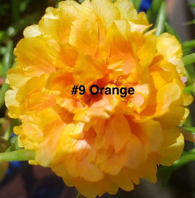 Moss Rose Cuttings - 10 Unrooted Orange Portulaca Grandiflora for Garden & Containers