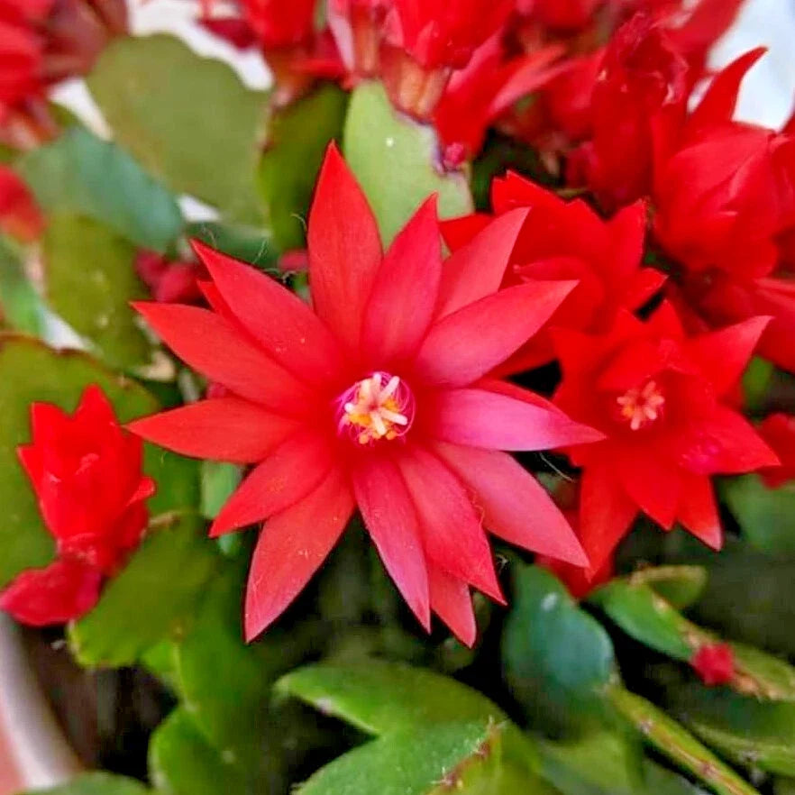 Red Easter Cactus Live Plant - 4" Potted Rhipsalidopsis Gaertneri with Bright Red Blooms, Indoor Cactus, Spring Flowering