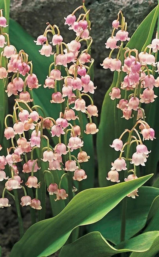 Pink Lily of the Valley Roots - 5 Pack, Pink Flowers, Fragrant, Convallaria majalis, Woodland Garden, Perennial, Shade Plant