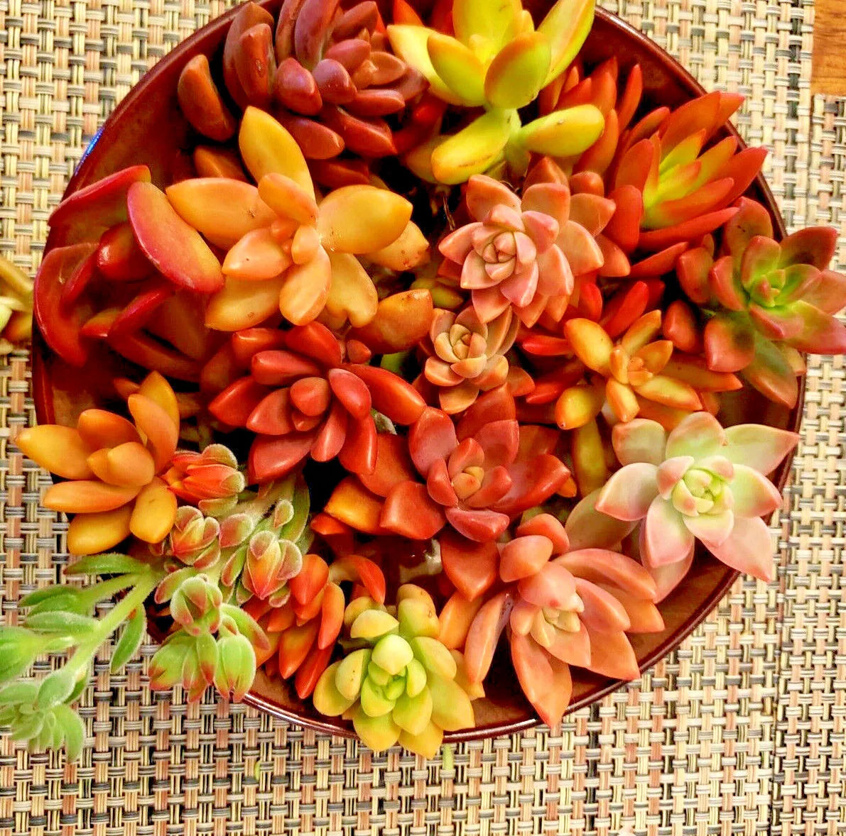 12 Succulent Cuttings - 6 Varieties in Red, Pink, Orange | Echeveria, Sedum, Graptopetalum, Crassula, Aeonium, Kalanchoe