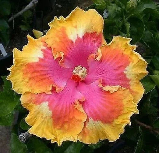 Hibiscus Seeds - Perennial Pink, Yellow, Orange Flower Seeds - Hibiscus rosa-sinensis, 20 Pack