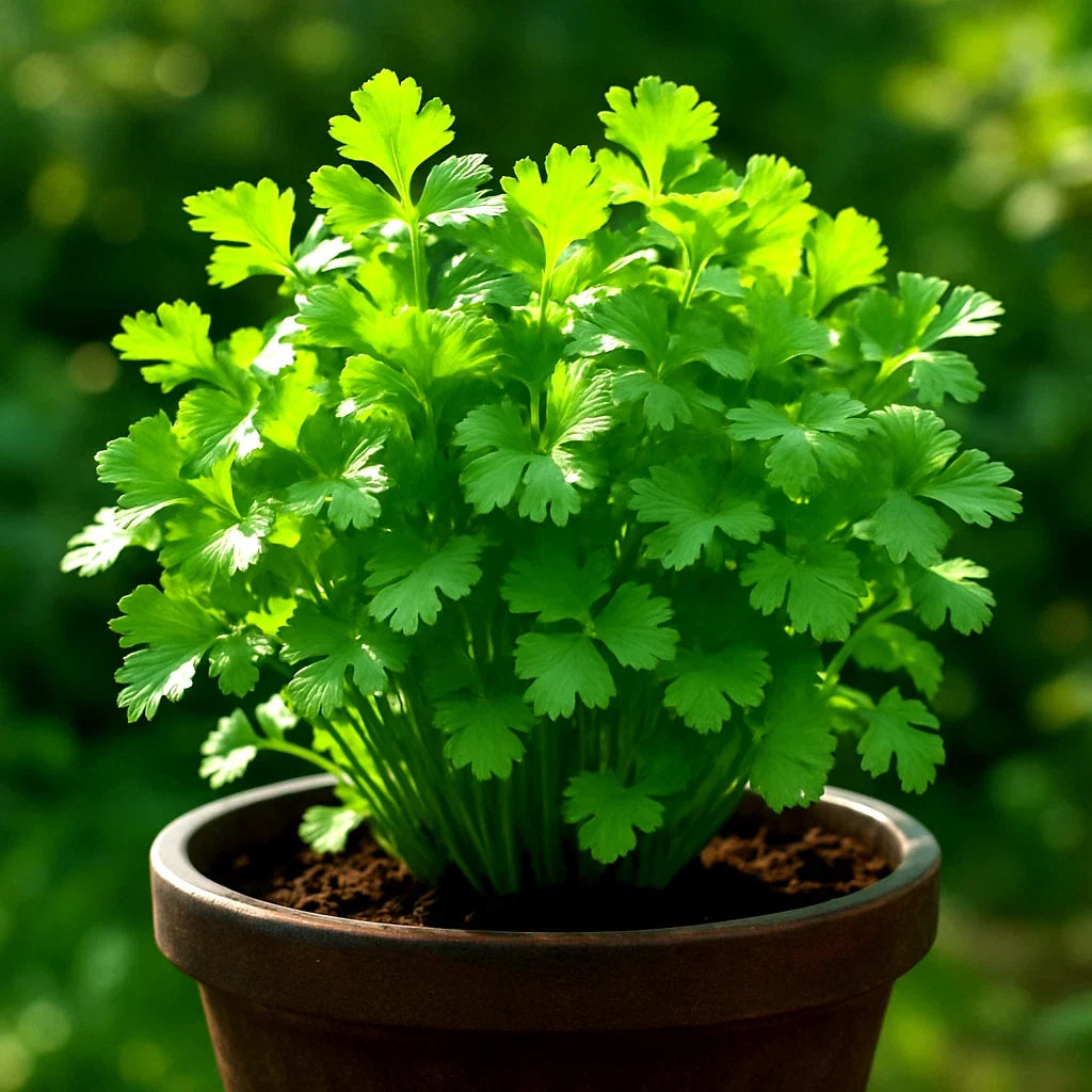 Slow Bolt Cilantro Seeds - Heirloom Non-GMO Coriander Seeds for Home Gardening - Culinary Herb, 800+ Seeds