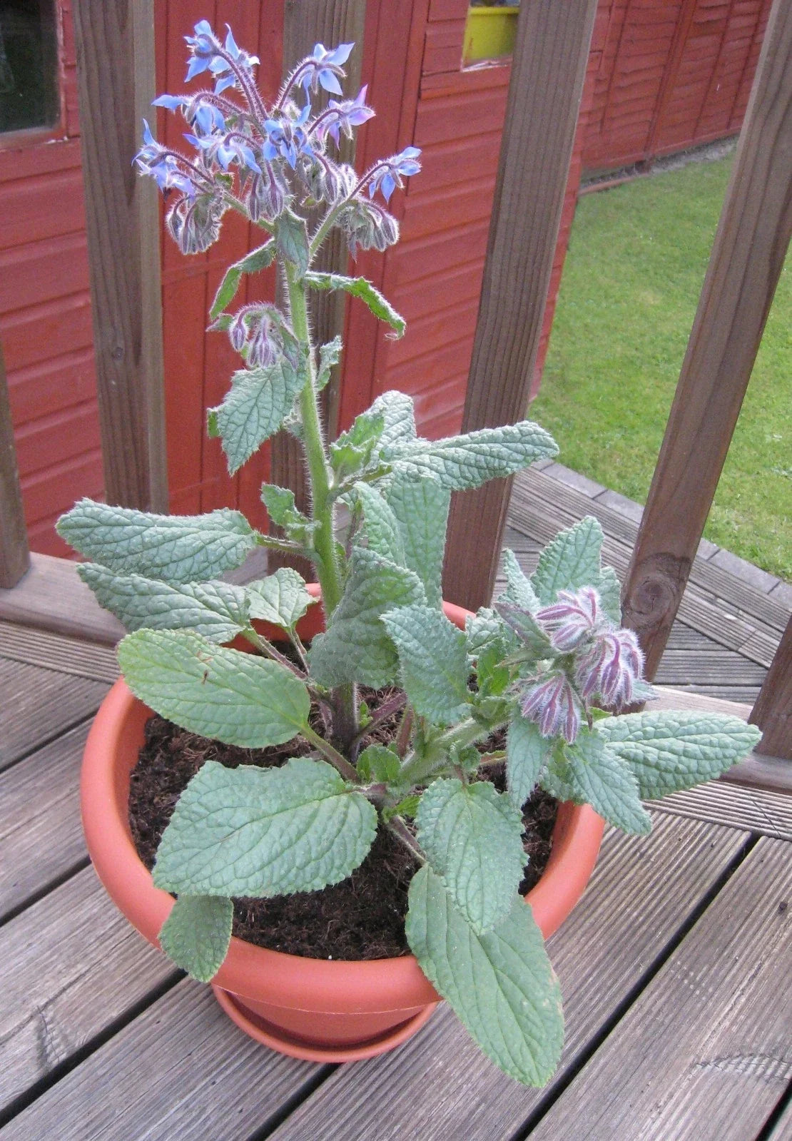 Borage Herb Seeds - 100 Pack, Edible Blue Flowers & Leaves, Borago officinalis, Annual Culinary Herb