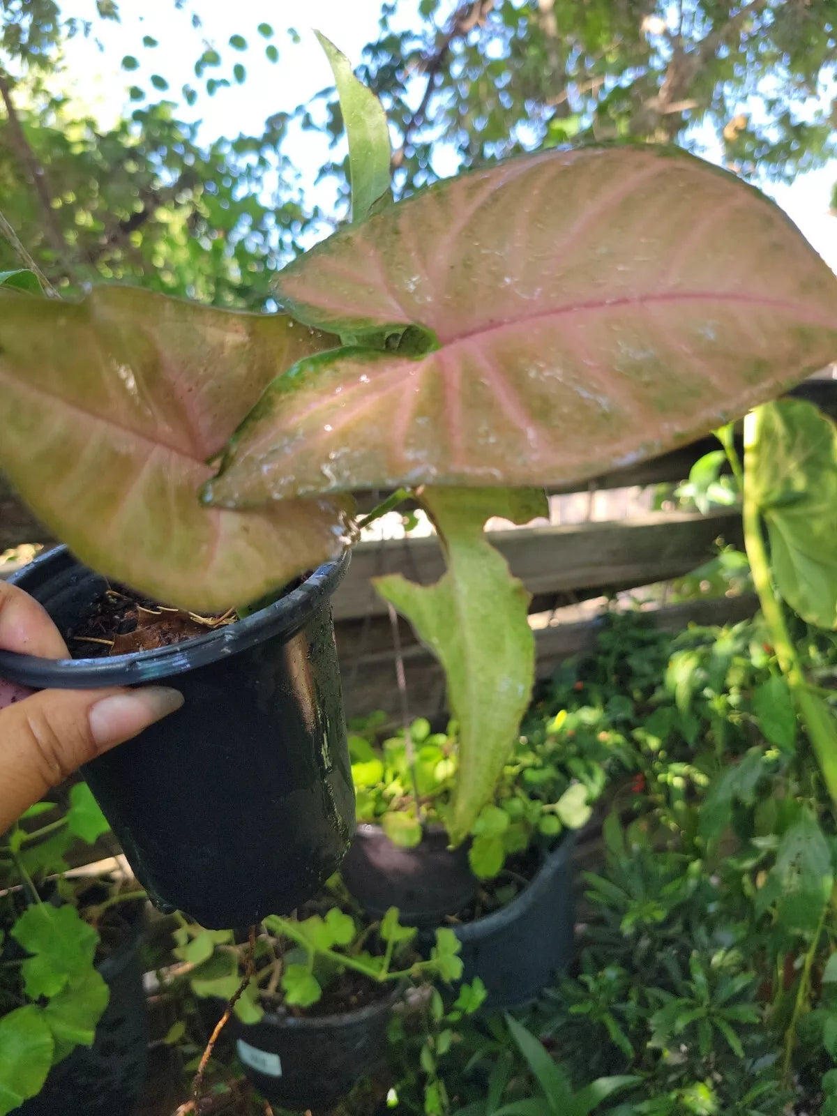 Syngonium Neon Robusta Pink Arrowhead Vine - Live Indoor Houseplant