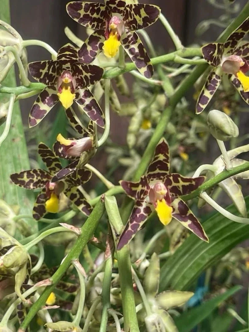Orchid Plant Division Ansellia Africana Exotic Indoor Flowering Plant with Tall Stem