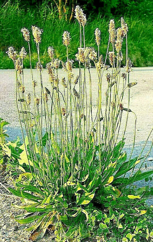 English Plantain Seeds - 1001 Pack, Medicinal Herb, Plantago lanceolata, Hardy Perennial for Herbal Gardens