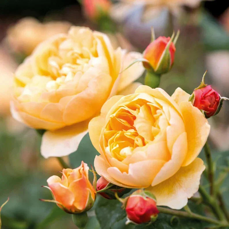 David Austin ROALD DAHL Live Rose Cuttings - 3 Unrooted Stems, 5-8" Long