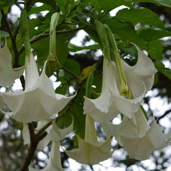 Brugmansia Arborea Seeds, 10 Pack - White Flower Angel's Trumpet, Fragrant Tropical Perennial Plant for Garden or Container