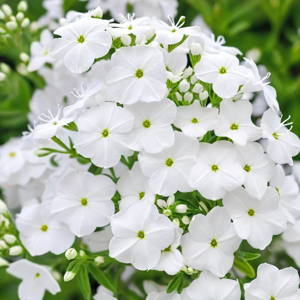 White Phlox Seeds - Perennial Flower Seeds for Bees & Butterflies - Phlox paniculata - 50 Seeds