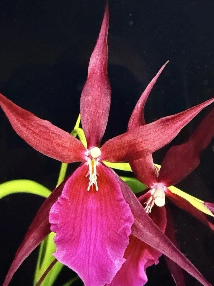 Orchid Plant Bare Root Bulb – Mtssa Royal Robe (Miltassia Royal Robe) Tropical Flowering Orchid for Indoor Decor