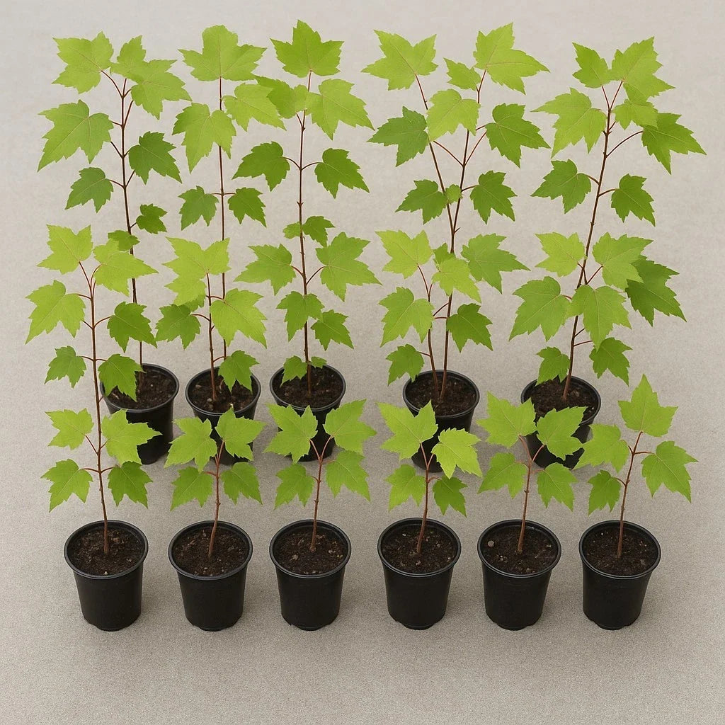 Florida Red Maple Trees Seedlings – Acer rubrum, 8"-15" Live Plants, Deer-Resistant, Fast Growing Outdoor Tree
