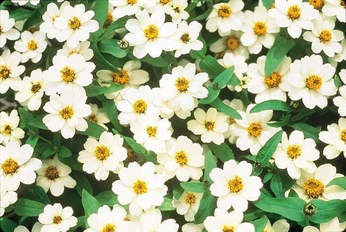 Profusion Double White Zinnia Seeds - 100+ Pack, Zinnia elegans, Bright Flowers for Garden, Cut Flowers, Pollinator Attractant