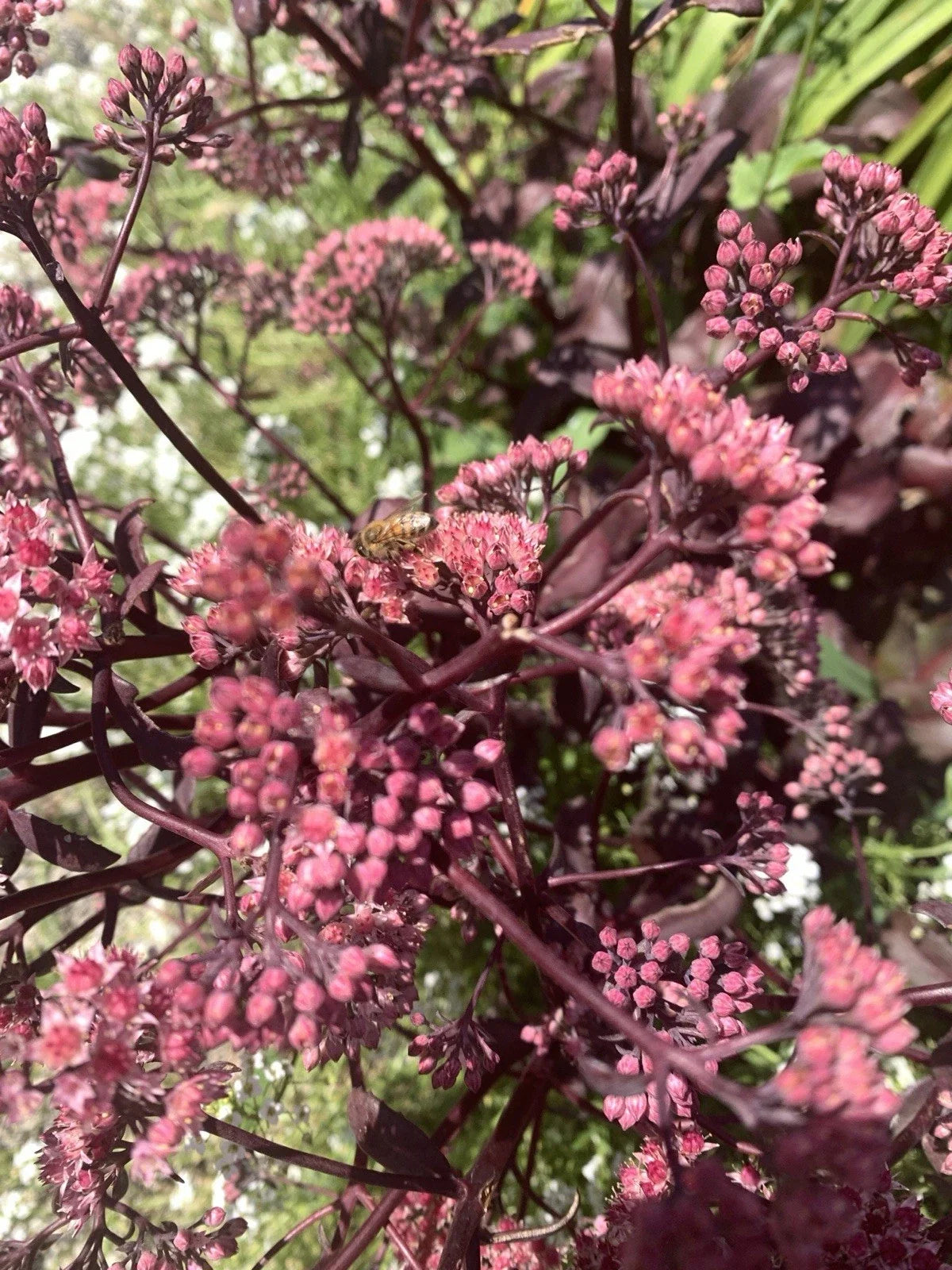 Sedum Mojave Jewels Ruby Bare Root Plant – Drought-Tolerant Succulent, Attracts Bees, Sedum spurium, Low Maintenance, Rock Garden Plant