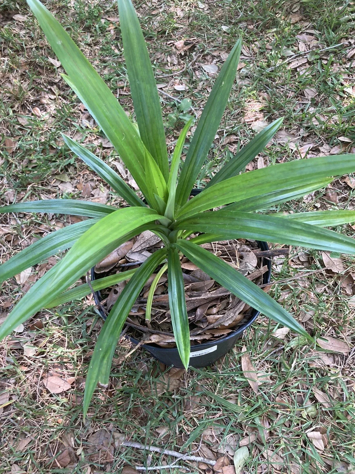 Live Pandan Plant - Organic, Well-Rooted Pandanus amaryllifolius for Culinary & Decor