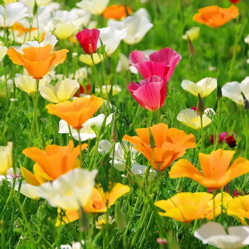 California Poppy Seed Mix - 250 Seeds, Colorful Varieties, Eschscholzia californica, Drought-Tolerant, Sun-Loving, Easy to Grow