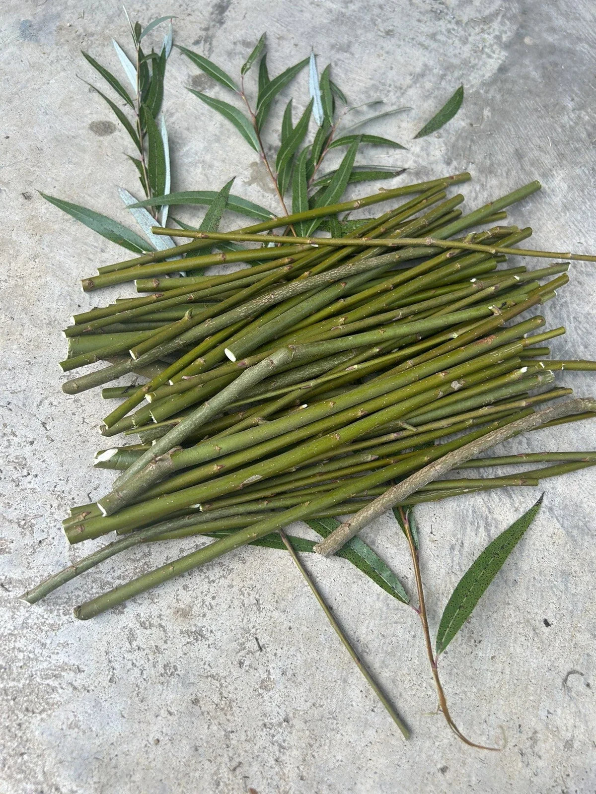 50 Hybrid Willow Tree Cuttings | Fast Growing Salix × matsudana for Privacy & Landscaping