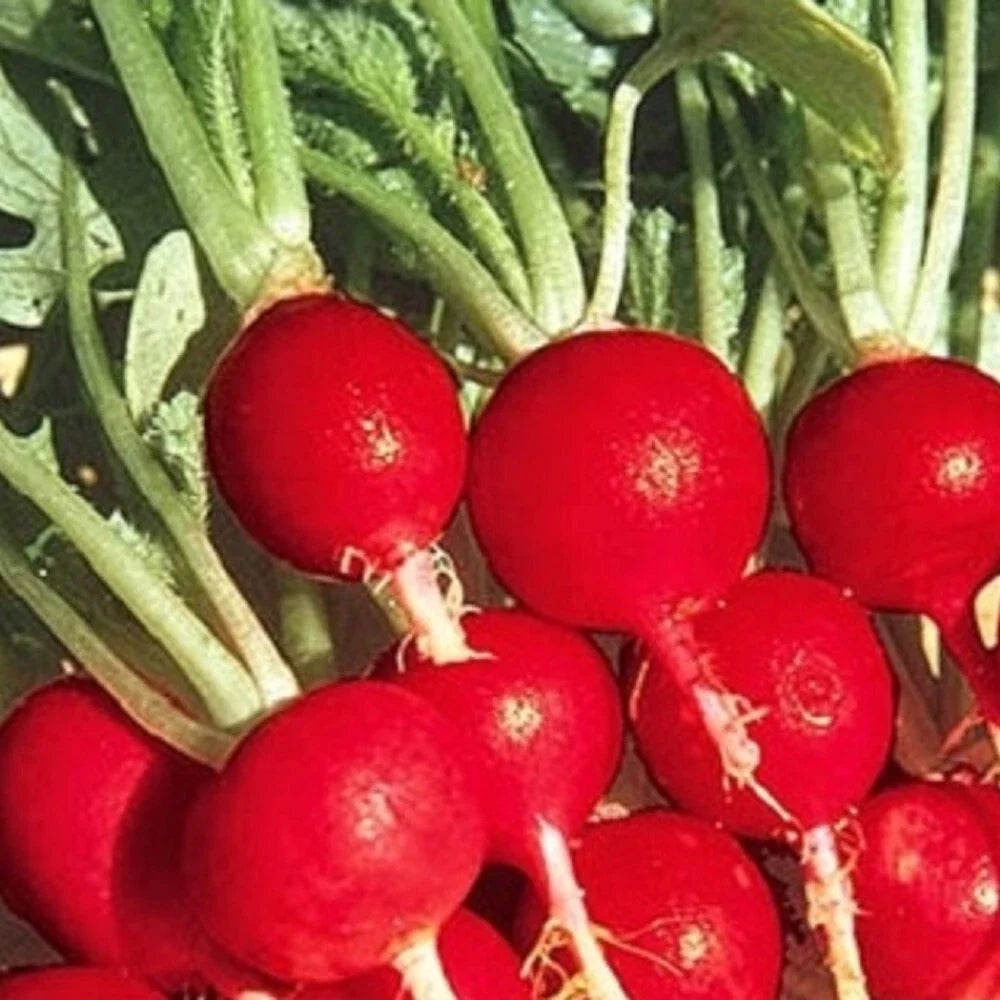 Champion Radish Seeds, Non-GMO Heirloom, Fast-Growing, Crunchy Raphanus sativus, Garden Seeds for Salad and Container Growing