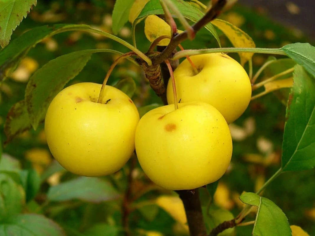 30 European Crab Apple Seeds - Malus Sylvestris - Garden Tree Seeds for Orchard & Wildlife Attraction