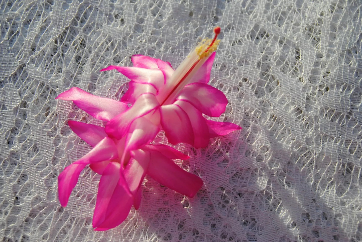 Christmas Cactus Starter Plant - Fairy Queen Schlumbergera truncata Well-Rooted Indoor Plant