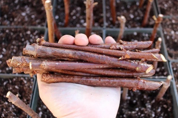 Elderberry Cuttings 5-Pack | Sambucus Nigra Unrooted Shrubs for Gardening, Fruit & Foliage
