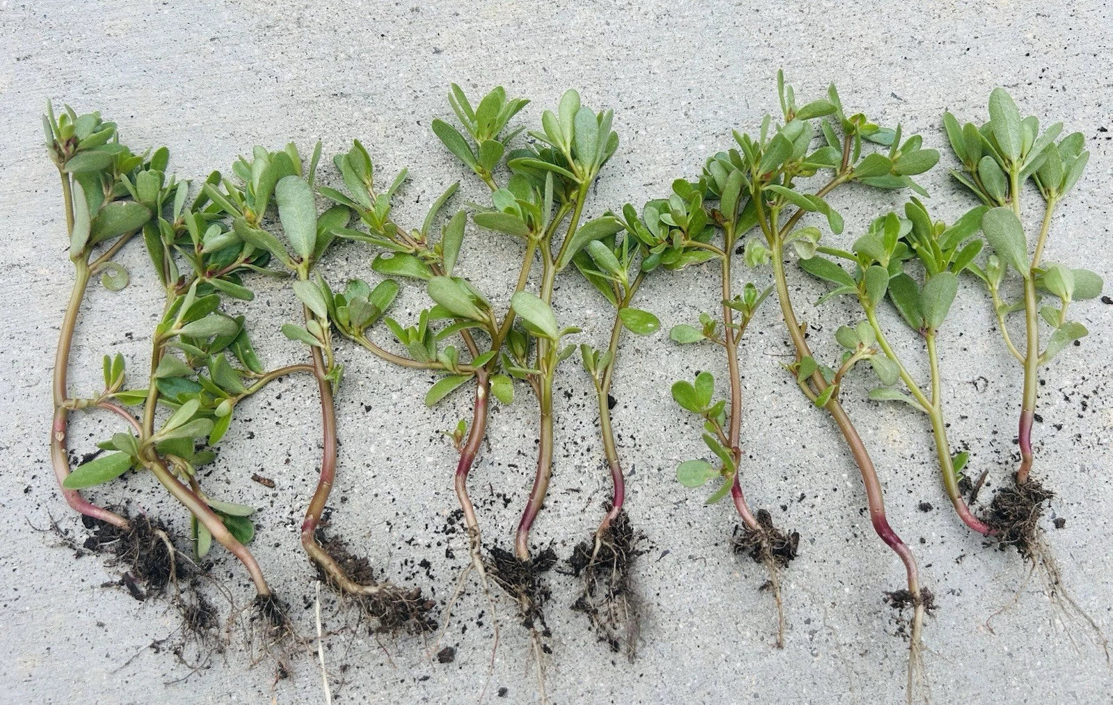 Edible Purslane Live Plant, Organic Herb, Portulaca oleracea, Culinary Greens, Pesticide-Free, Fresh Herb for Salads and Smoothies