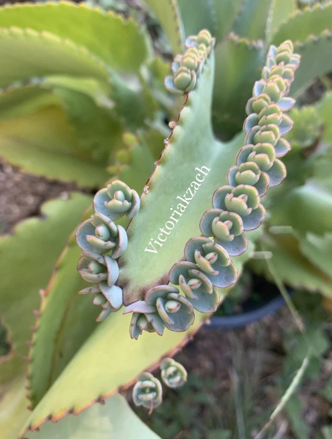 Mother of Millions Succulent Cuttings - Kalanchoe daigremontiana Pups for Propagation, Indoor & Outdoor Gardening