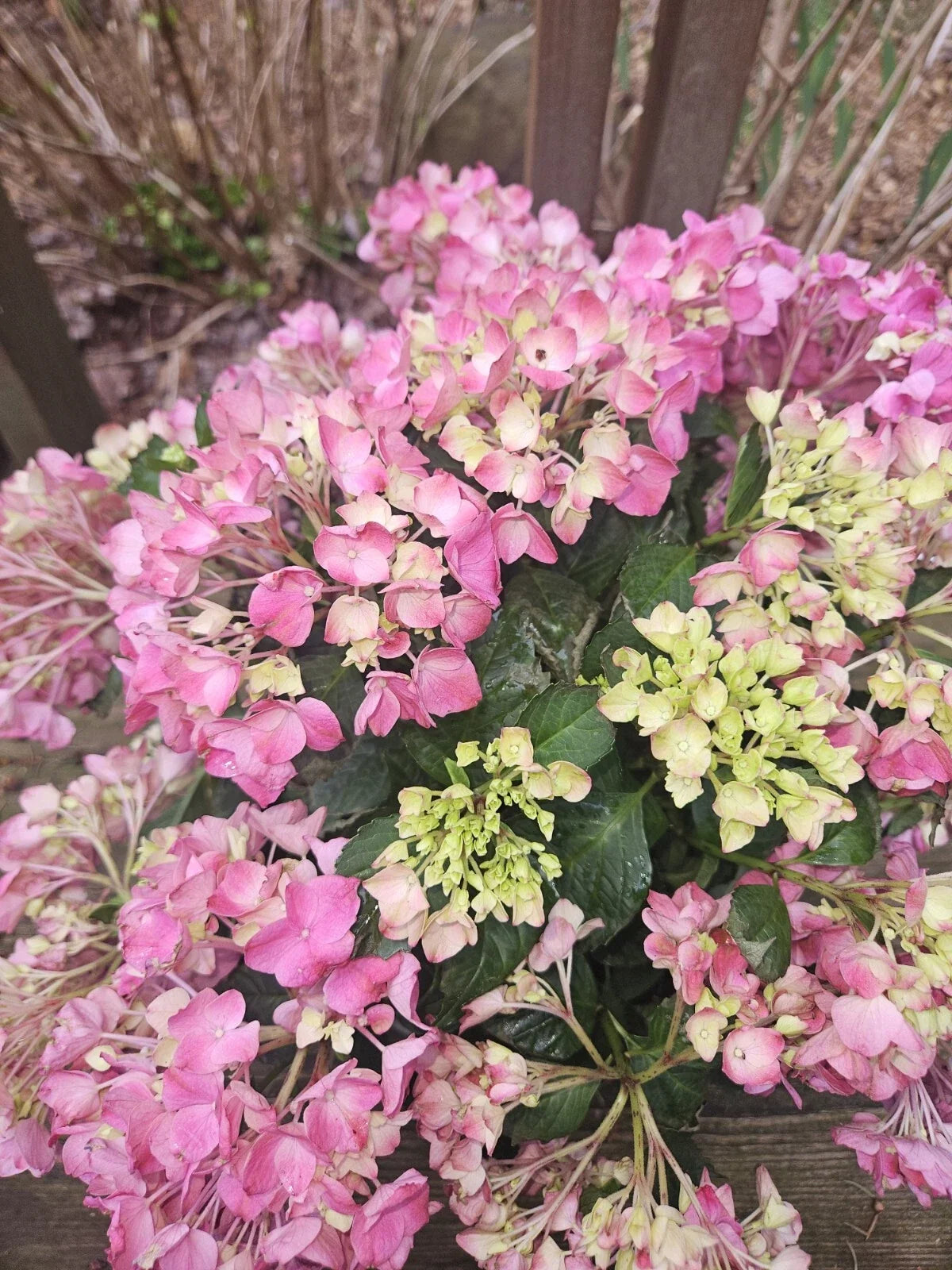 Pink Hydrangea Bare Root Plant - Medium Size - Elegant Pink Blooms - Hydrangea macrophylla Outdoor Garden