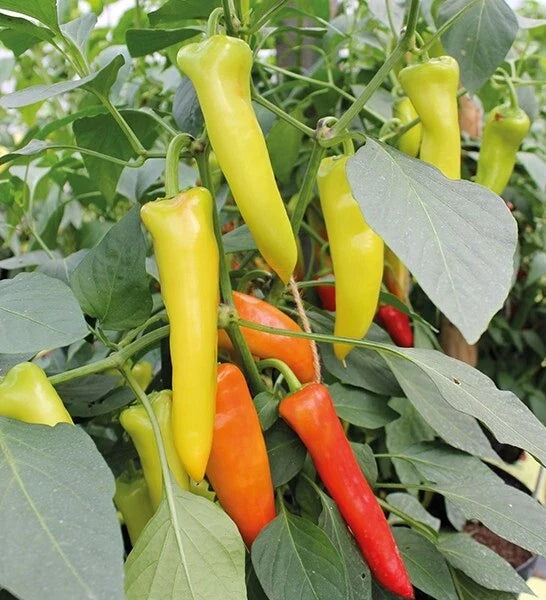 Hungarian Wax Hot Pepper Seeds - 50+ Spicy Chili Seeds - Capsicum annuum - Culinary & Garden Use