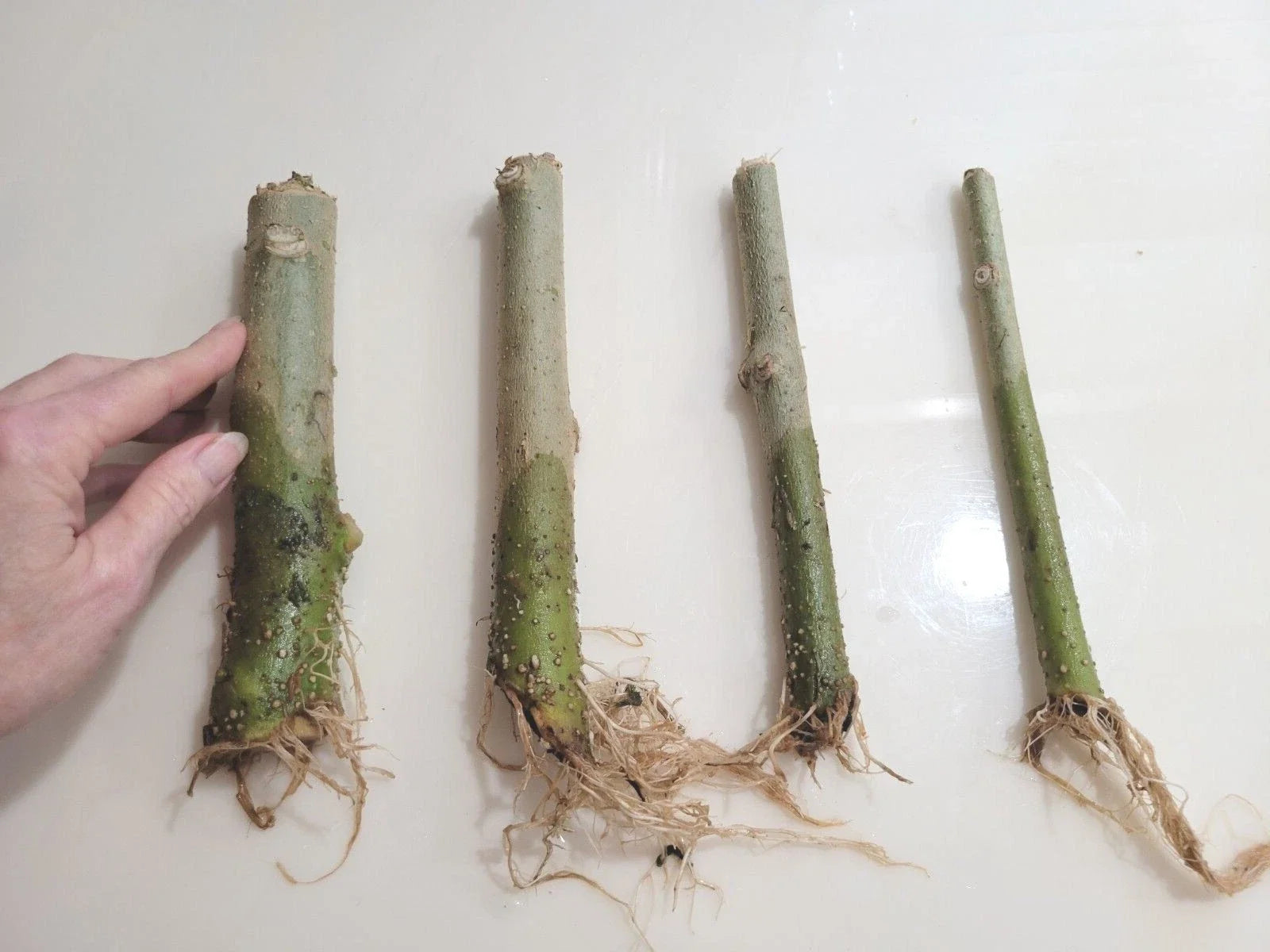 Rooted 7" Angel Trumpet Cuttings – Brugmansia spp. in Yellow, Pink, or White Flowers