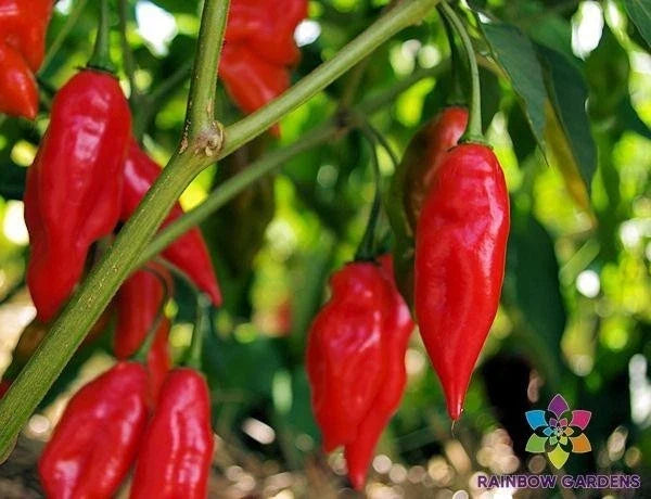 Hot Paper Lantern Pepper Seeds – Capsicum chinense – Spicy Lantern-Shaped Hot Peppers – USA Grown, 25+ Seeds, Easy to Grow
