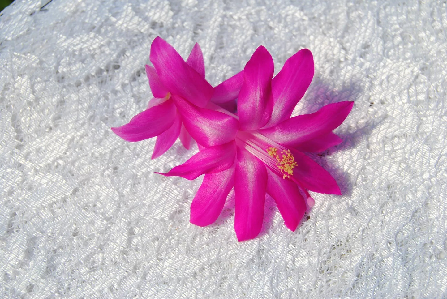 Christmas Cactus Starter Plant - Crown Jewels Schlumbergera Truncata - Well-Rooted Succulent for Indoor Decoration