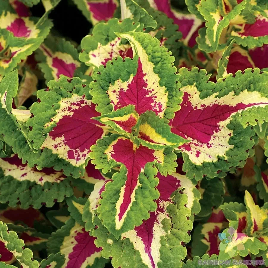 25+ Coleus Seeds - Wizard Rose Variety for Garden Planting - Solenostemon scutellarioides