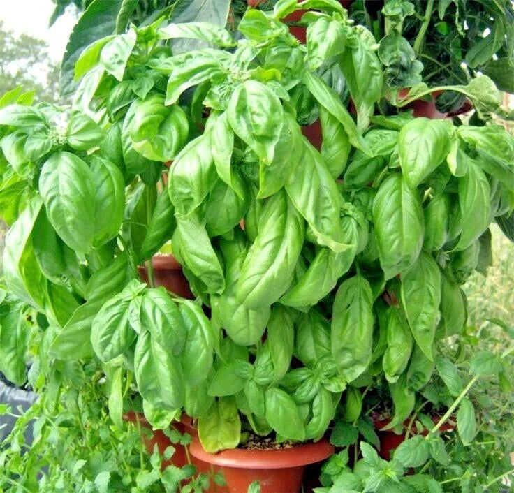Organic Italian Large Leaf Basil Seeds - 301+ Premium Herb for Summer Gardens & Containers - Ocimum basilicum