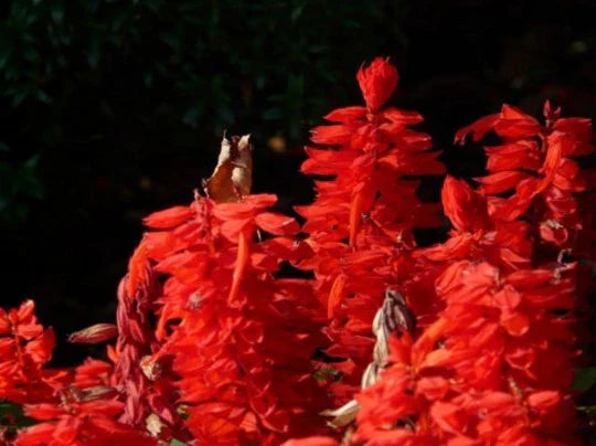 Scarlet Sage Seeds - 500+ Pack - Salvia Coccinea Medicinal Herb Wildflower