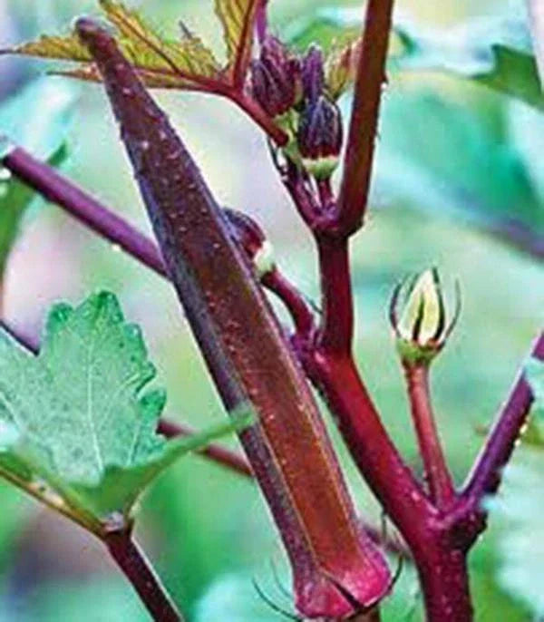 Okra Seeds - 25+ Non-GMO Heirloom Red Burgundy | Abelmoschus esculentus