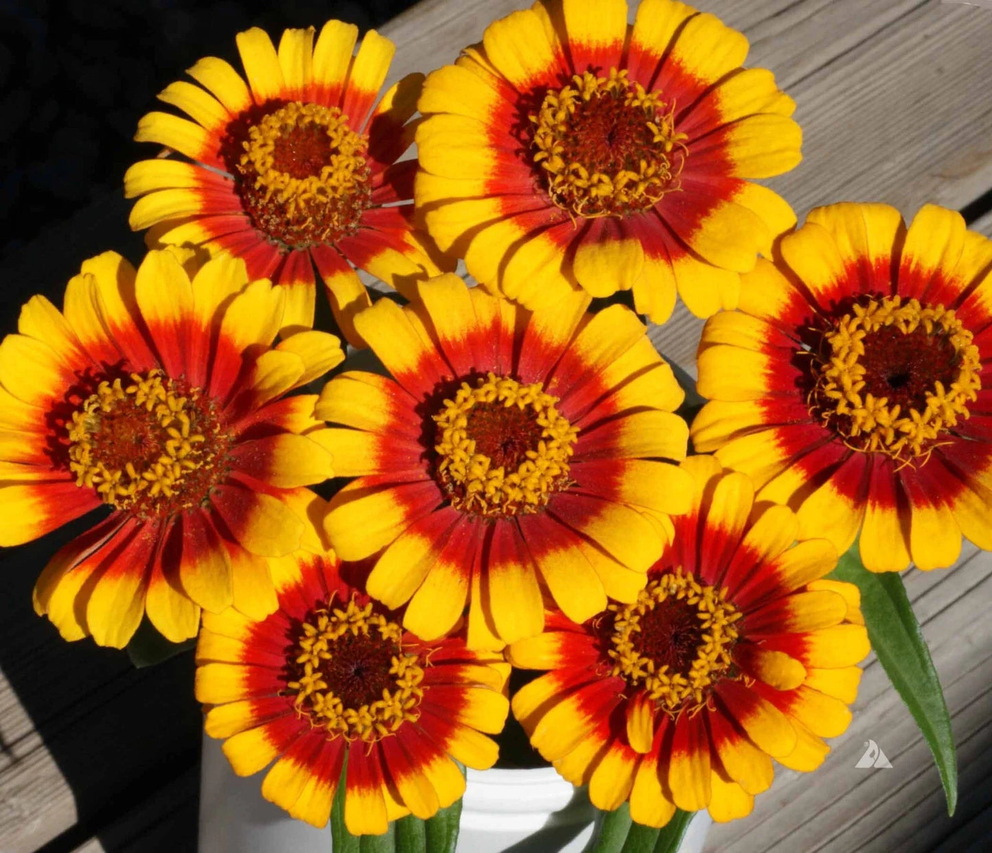 Zinnia Seeds Pack - 100+ Sombrero Variety - Colorful Garden Flowers - Zinnia elegans